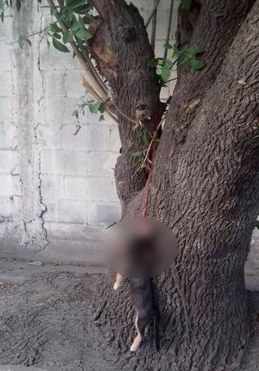 Indigna maltrato a perro en Apodaca; lo cuelgan de árbol