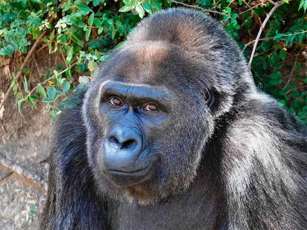 Muere Trudy, la gorila más vieja en cautiverio, a los 63 años