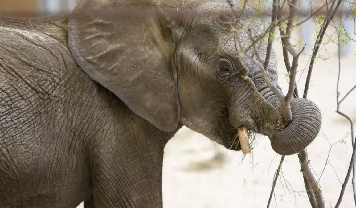En riesgo el último elefante en zoológicos de la Ciudad de México