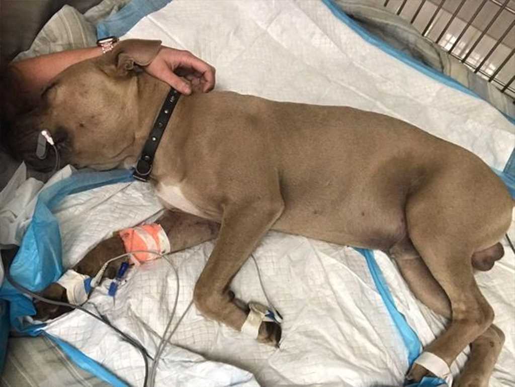 Perro da la vida por sus dueños; salva a niño de una víbora
