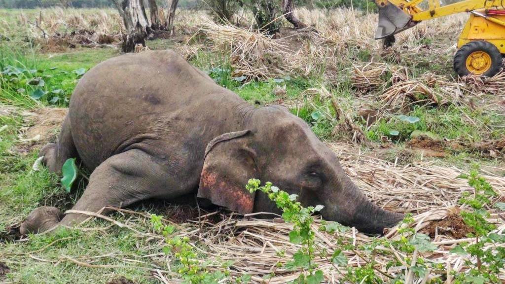 Mueren 293 elefantes y 96 personas en Sri Lanka