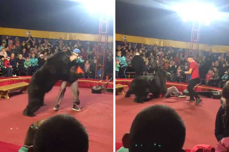 Oso ataca brutalmente a su domador en espectáculo de circo
