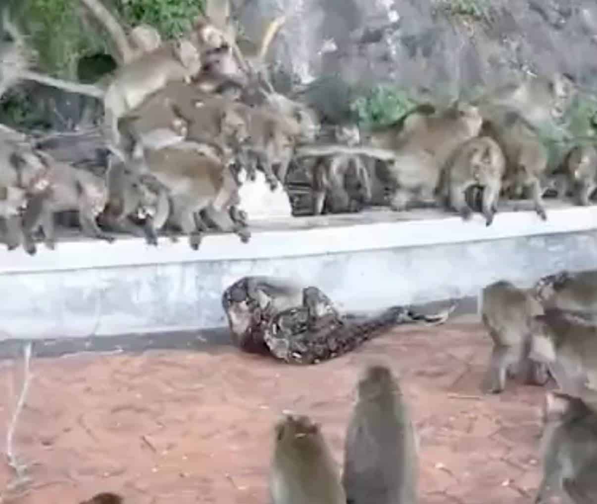 Pitón estrangula a un mono mientras sus amigos intentan salvarlo