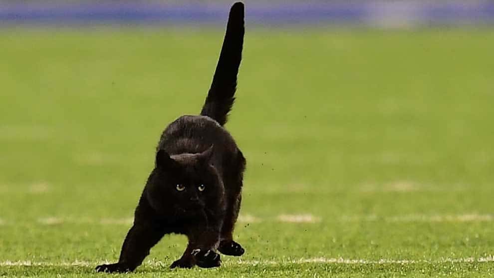 Gato negro anota en partido; entre Cowboys y New York Giants de la NFL