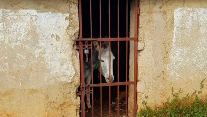 Encarcelan a burro por destrozos en Chiapas