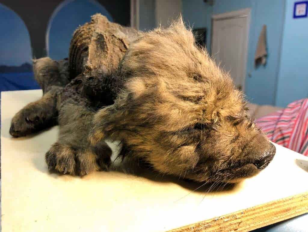 Encuentran cachorro congelado de hace unos 18,000 años