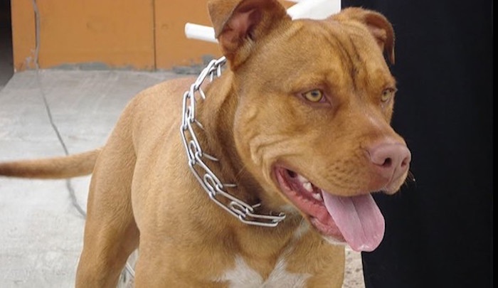 Dejar sin agua ni comida a su perro hasta la muerte; dueña va a prisión