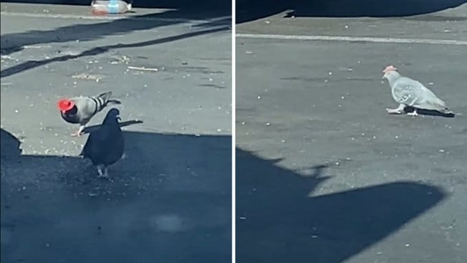 Buscan a responsables de colocar sombreros vaqueros a palomas en Las Vegas