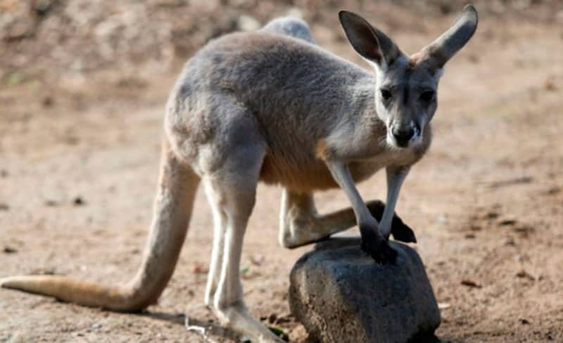 Foto de bebé canguro calcinado describe el caos por los incendios en Australia