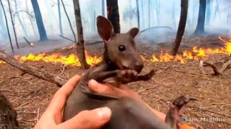 VIDEO: Influencer rescata a cría de canguro en Australia