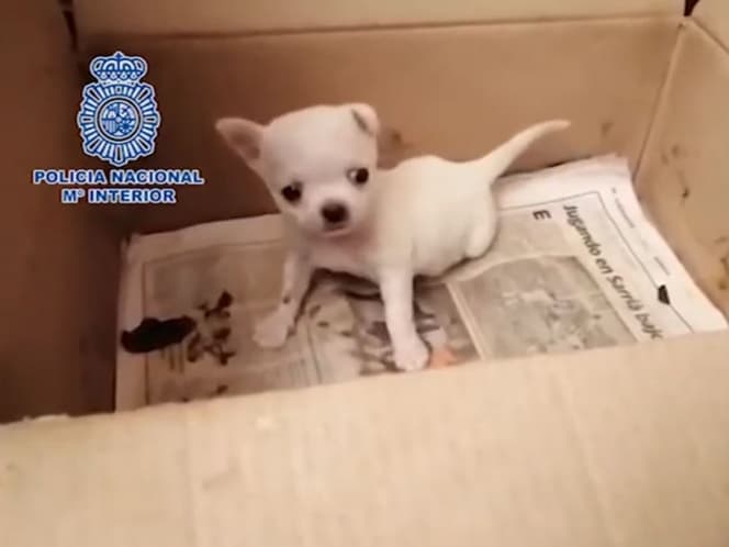 Recuperan a 270 perritos chihuahua en España; les cortaban las cuerdas vocales