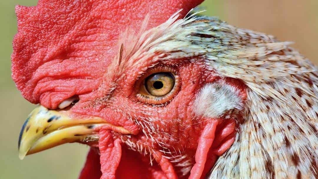 Hombre muere al ser atacado por su propio gallo de pelea