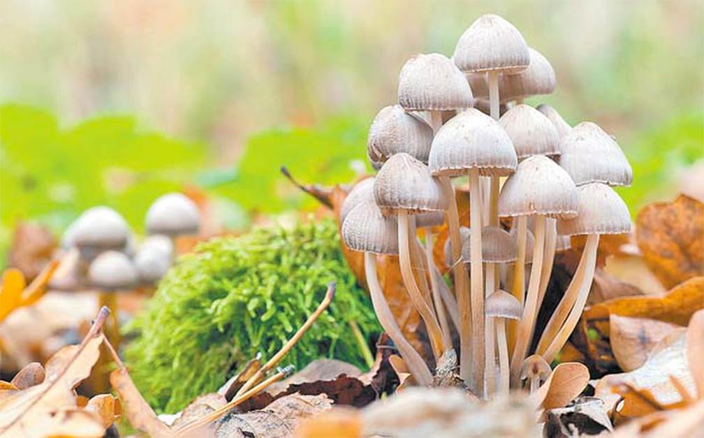 Hongos alucinógenos podrían ayudar en el tratamiento contra el cáncer