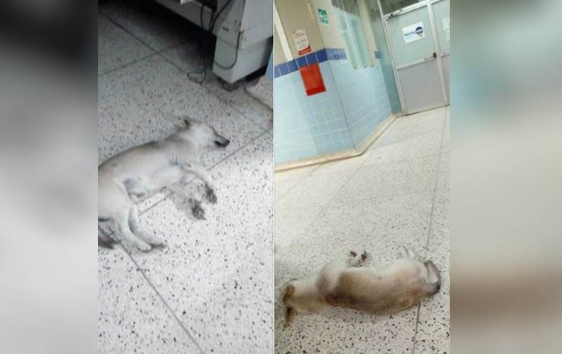 Conmueve perrito que sigue esperando a que su amo salga del hospital