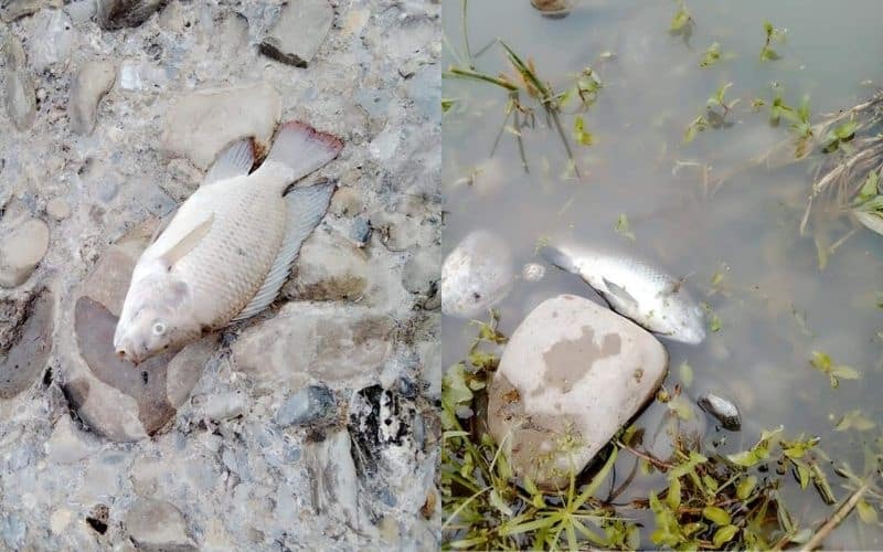 Mata fuga de drenaje a peces del río Pesquería