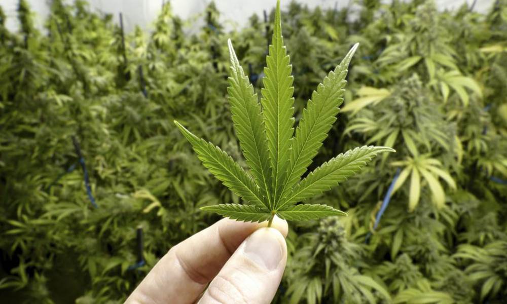 Moverá mariguana US$2,000 millones; México ha ‘dejado ir’ ese mercado: expertos