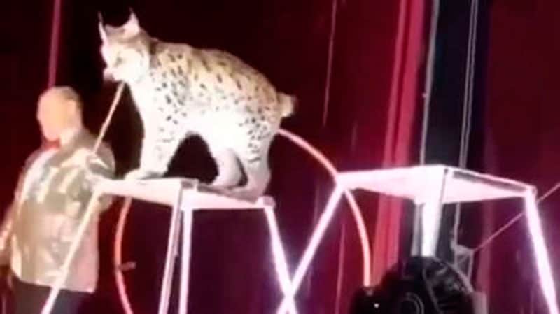 VIDEO: Un lince ataca a su adiestrador en plena función de circo