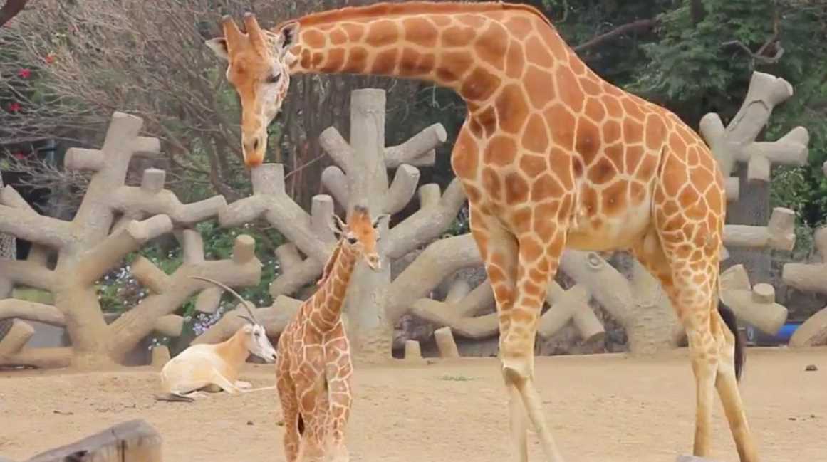 Nace una jirafa bebé en el Zoológico de Chapultepec