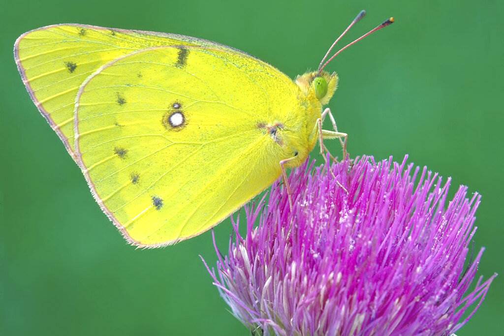 Inquietante desaparición de insectos en el mundo 'es asombrosa'