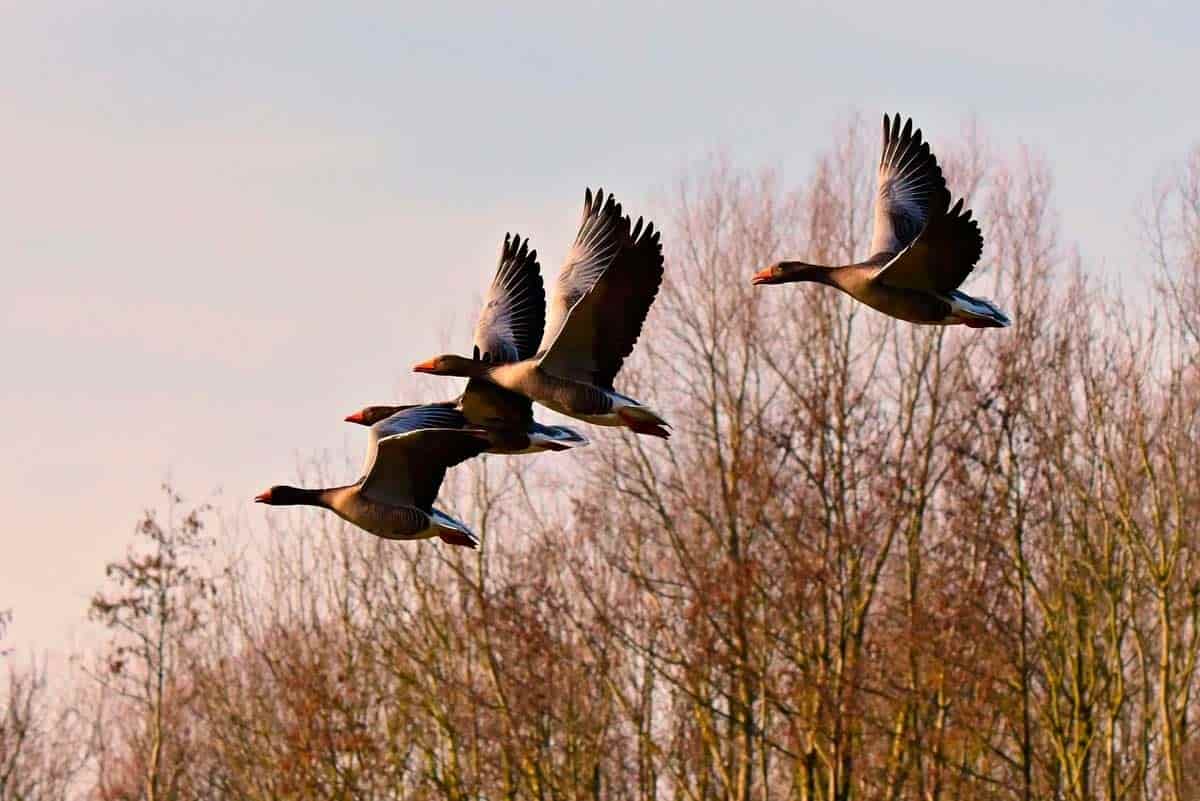 ¿Sabías que hoy se celebra el Día Mundial de las Aves Migratorias?