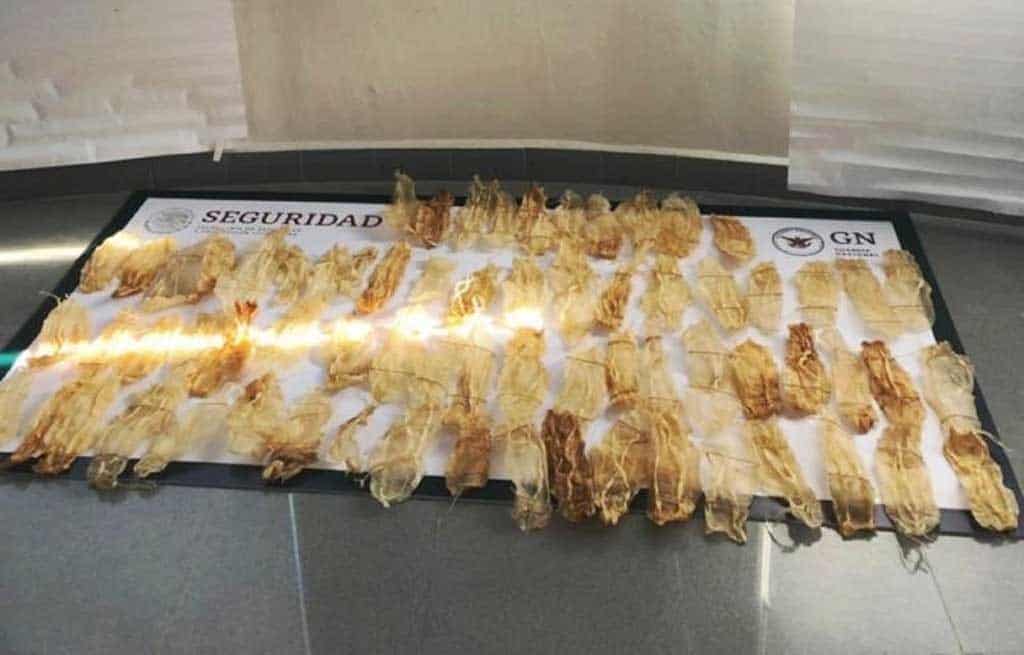 Incautan 127 buches del amenazado pez totoaba en México