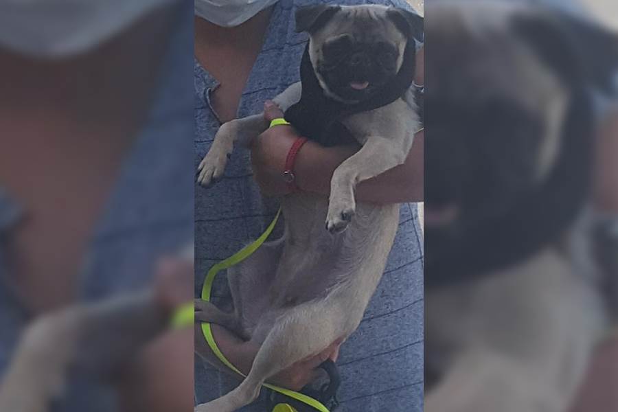Detienen e internan en penal a hombre que robo mascotas en San Pedro