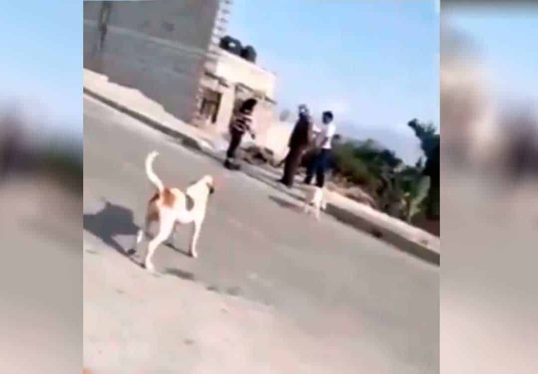 Machetean a perrita que amamantaba a sus cachorros; asustó a niño que intentó agarrarlos