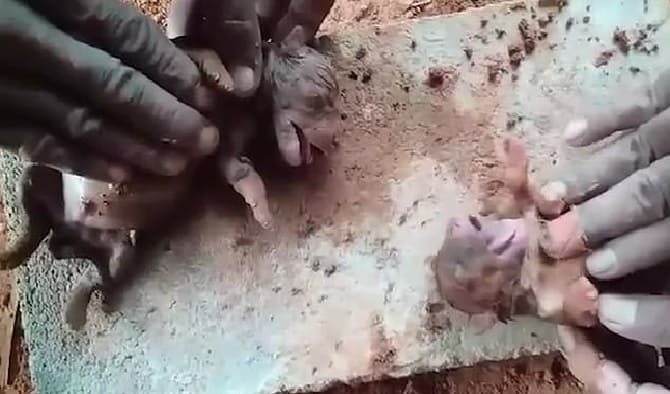 Trabajadores de la construcción logran reanimar a cachorros ahogados con RCP