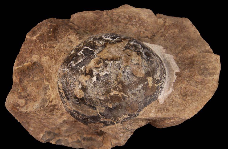 Fósiles muestran que algunos dinosaurios ponían huevos de cáscara blanda