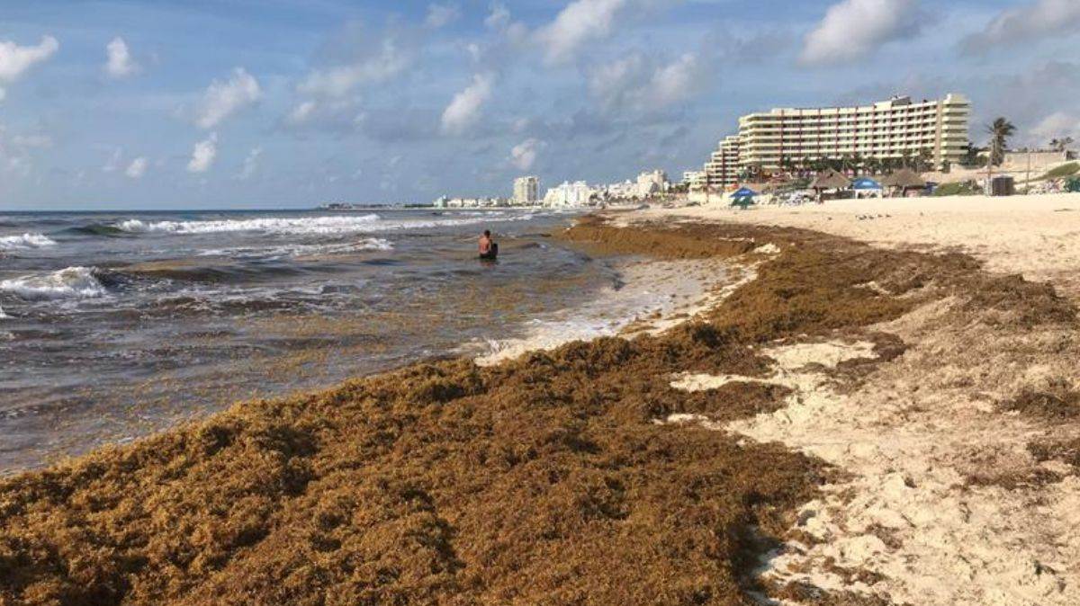Alertan sobre llegada considerable de sargazo en Quintana Roo