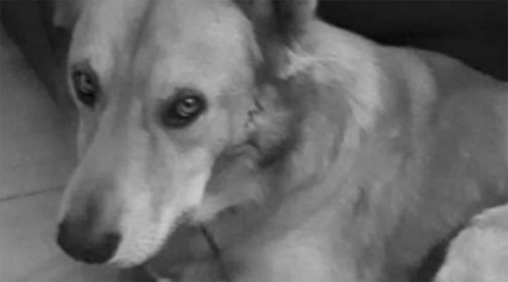 Policía obliga a indigente a ver su cachorro morir luego de ser baleado