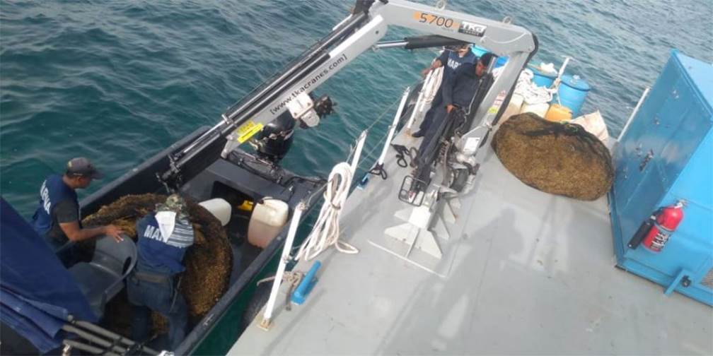 Marina recolecta más de 5 mil toneladas de sargazo en Quintana Roo