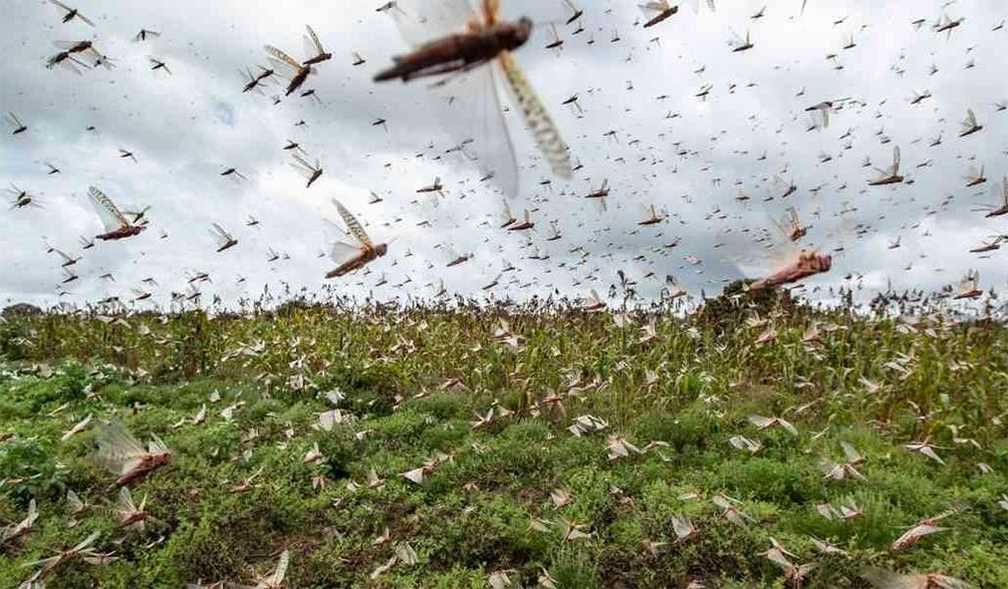Invade nueva plaga de langostas en Nueva Delhi