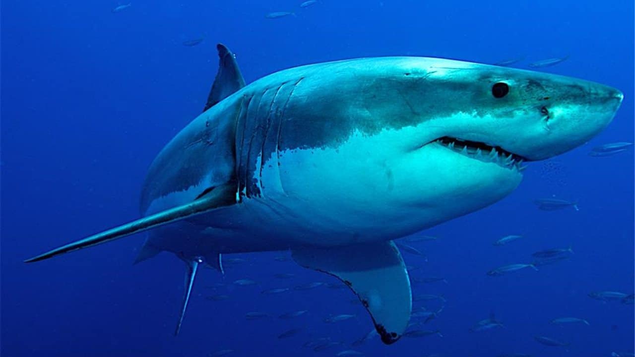 Preven cerrar playas tras presencia de tiburones en Baja California Sur