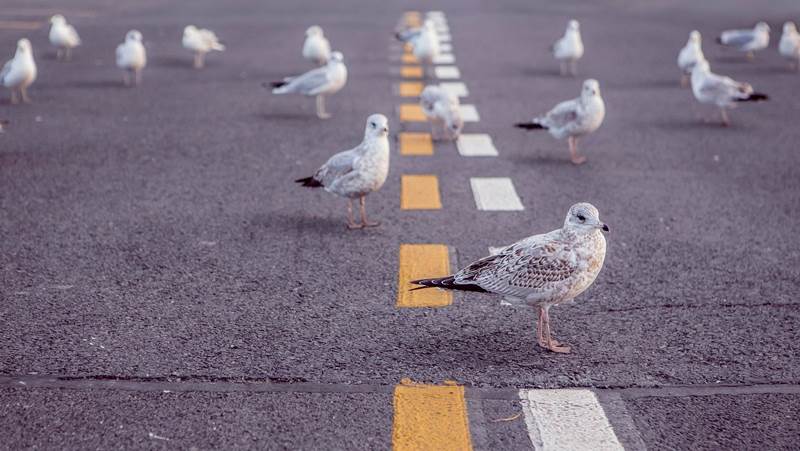Indigna a internet atropello de dos gaviotas en Reino Unido