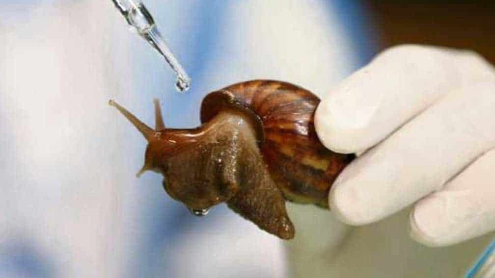 Estudian veneno de caracol para combatir el alzheimer y parkinson