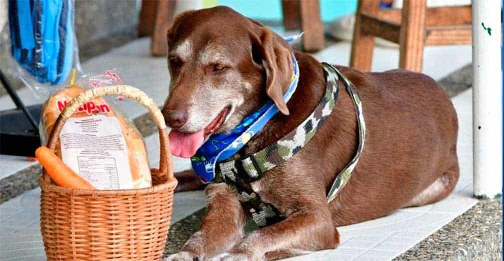Asaltan a Eros, el perro labrador que reparte comida en cuarentena