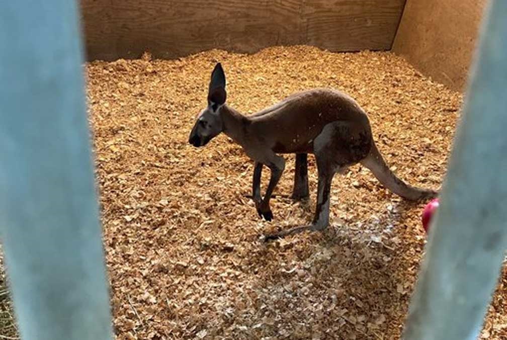 Canguro es 'detenido' por policías tras escapar de su casa en Florida, EUA