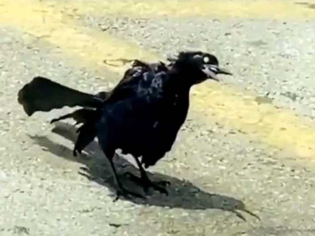 ¡Agosto sorpréndeme! Pájaro zombie causa terror en redes sociales