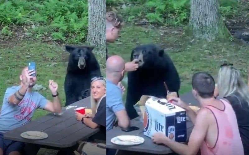 Oso irrumpe en picnic familiar y hasta un sándwich le dan