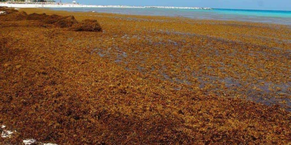 Casi 14 mil toneladas de sargazo son recolectadas en Quintana Roo