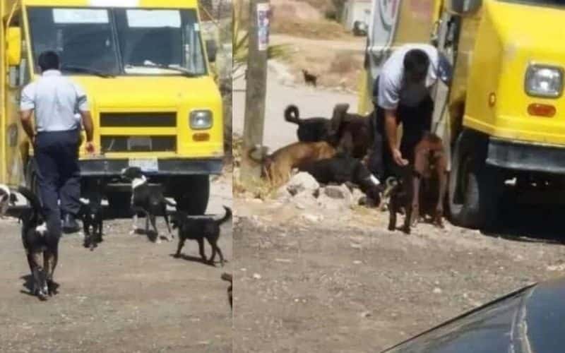 Repartidor de botanas que alimenta a perros callejeros se hace viral
