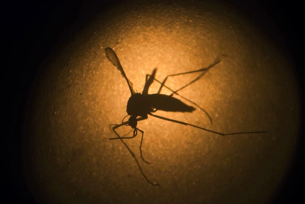 Aprueban plan para liberar 750 millones de mosquitos genéticamente modificados