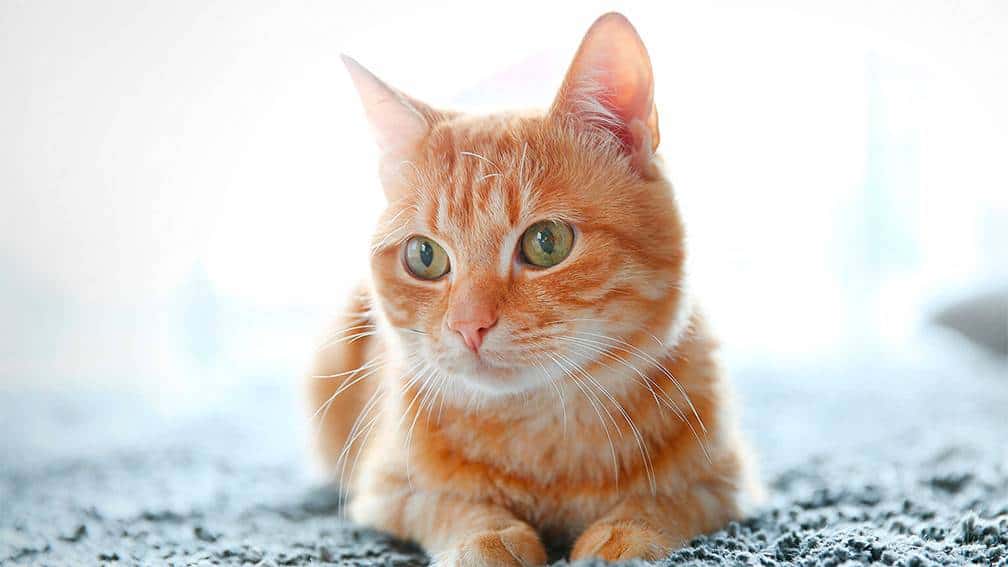 Gato es arrestado y escapa luego de meter droga a la cárcel