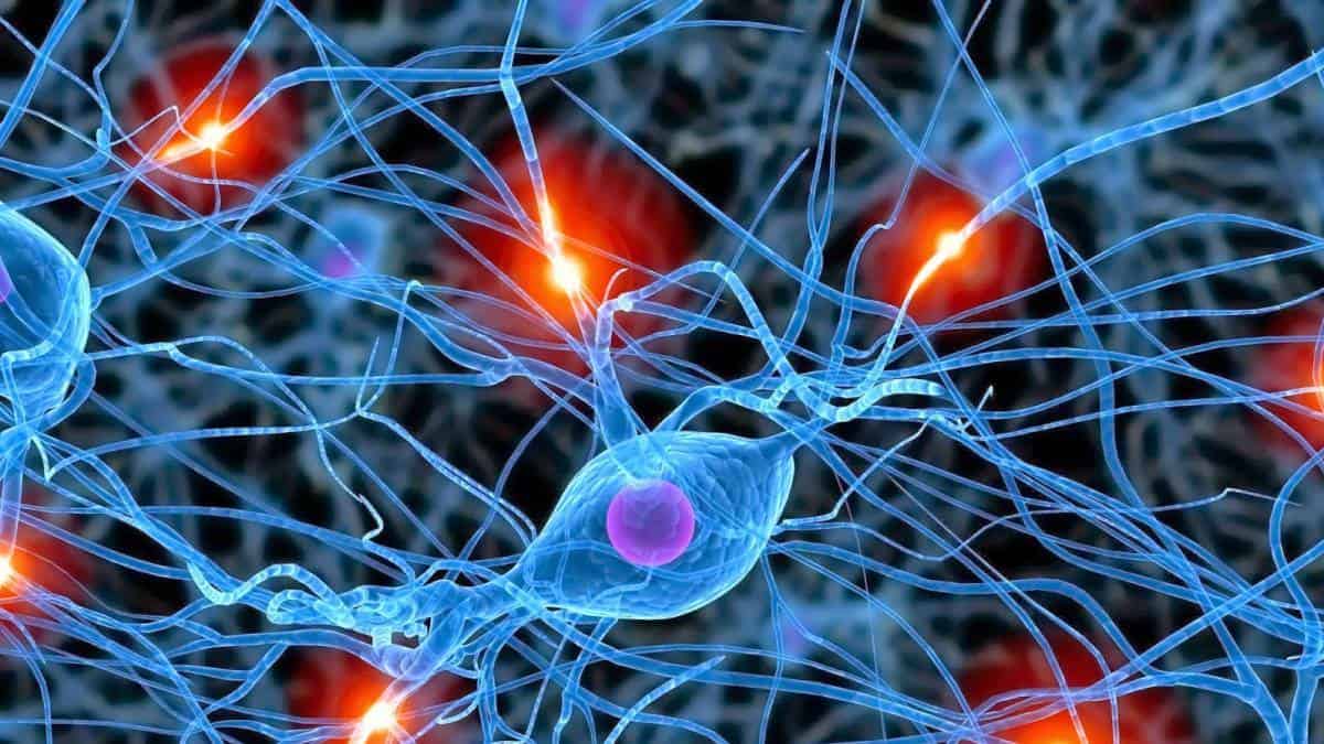 Sabías que... con los años se pierden neuronas