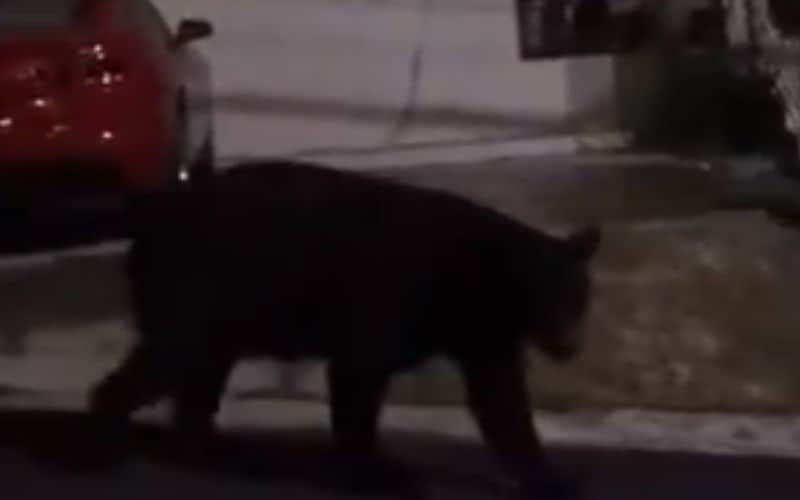 Graban a gran oso negro merodeando en la Col. Lomas de Satélite