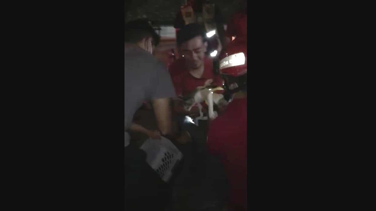 Gato cae a alcantarilla y logra ser rescatado