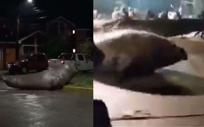 Sorprende elefante marino en un barrio; vecinos lo ayudan a volver al mar