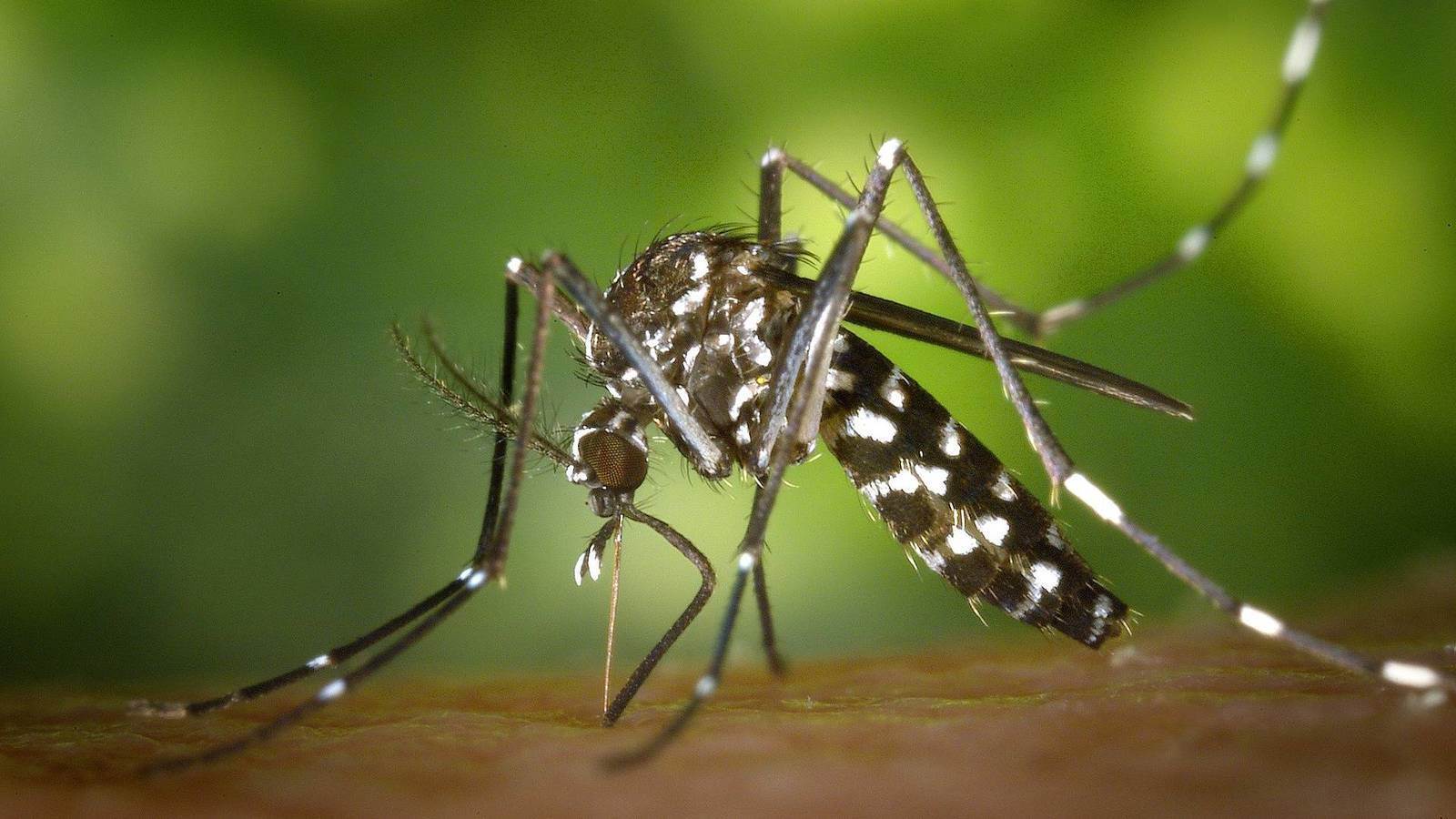Limpiarán maleza en escuelas ante llegada de mosquito transmisor del dengue