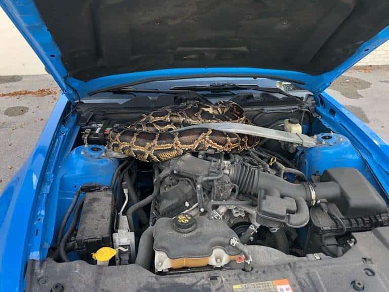 Abre el cofre de su auto y se encuentra un pitón de tres metros